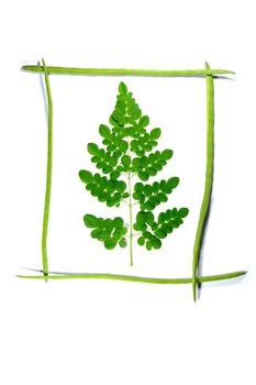 frame drumsticks of moringa oleifera with a branch in it on white background,
