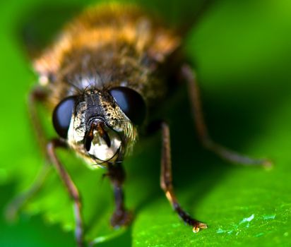 Fly on a leaf a spring day at Ricco, Italy