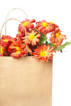 Bunch of red chrysanthemums in a paper bag over white background