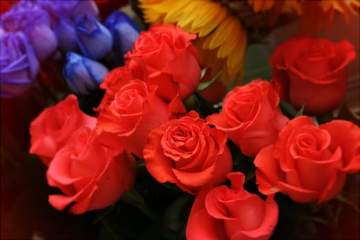 Red roses with partial soft focus