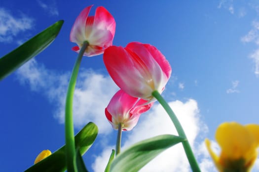 Red tulips on blue sky background