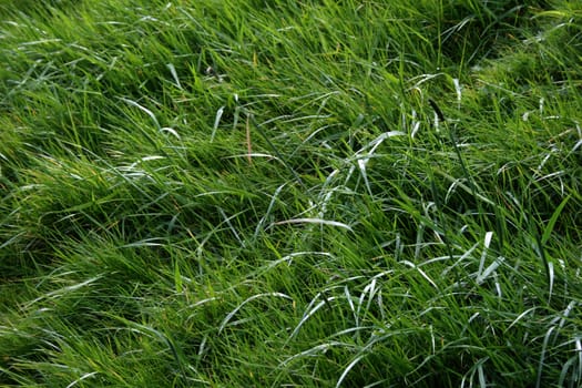 Green fresh grass background