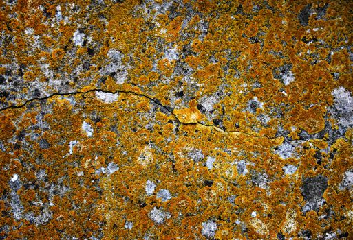 Orange moss texture on a concrete wall