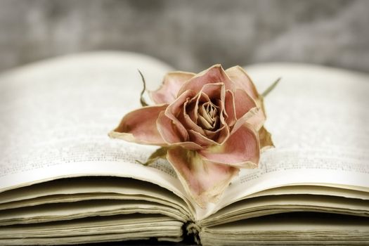 a faded rose on an open book