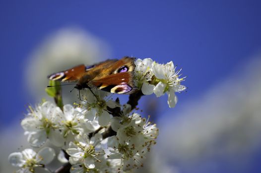 a peacock butterfly landed on a flowering apple tree