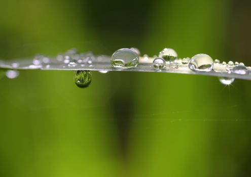 drop and droplets on a leaf