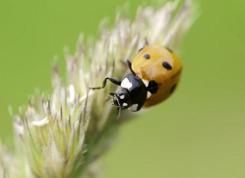 a lady bird closeup