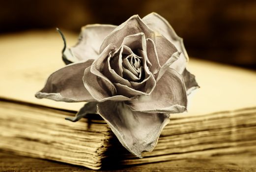 a faded rose on an old book