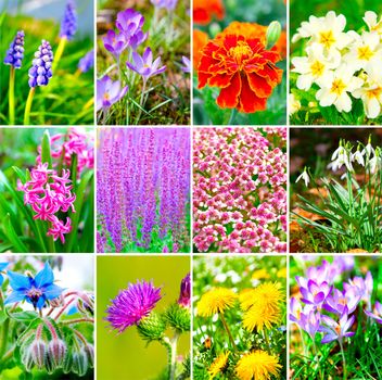 assortment of spring flowers - purple crocus, hyacinth, Yellow dandelion, primulas, Grape Hyacinth, snowdrops, salvia, Marigold, bur thorny flower and borage