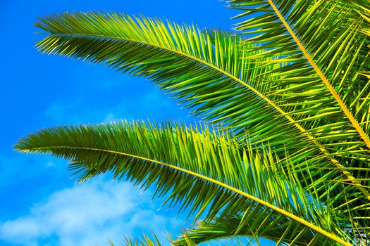 green palm leaf on blue sky