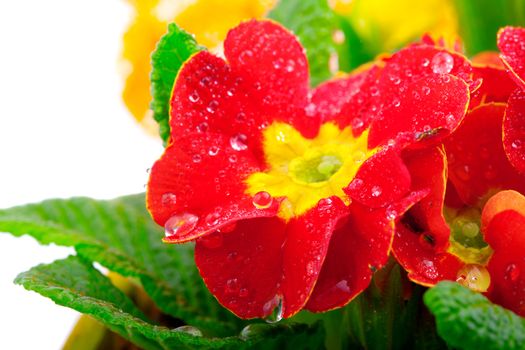 Red flowering potted primrose, isolated on white