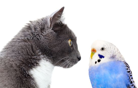 grey cat with blue budgerigar. Isolated on white background