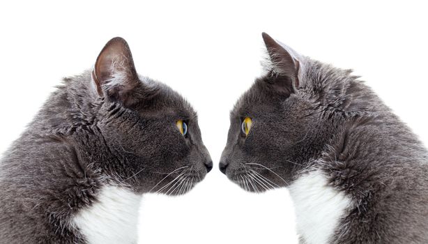 two grey cat. Copy space. Isolated on white background