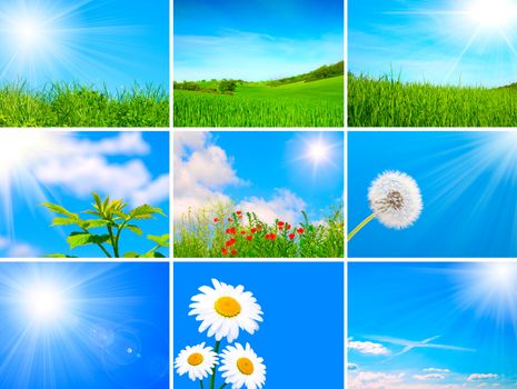 assortment of spring and summer landscape - green blooming field on blue sky, agriculture field, dandelion, green sprout, camomile, sunlight