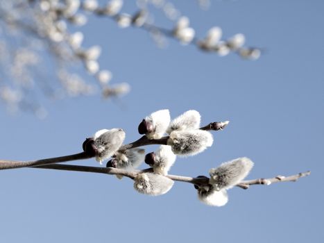 Branch with willow buds (pussy willows) with sunlight , spring photo