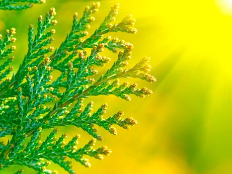 American Arborvitae (cypress tree),  macro