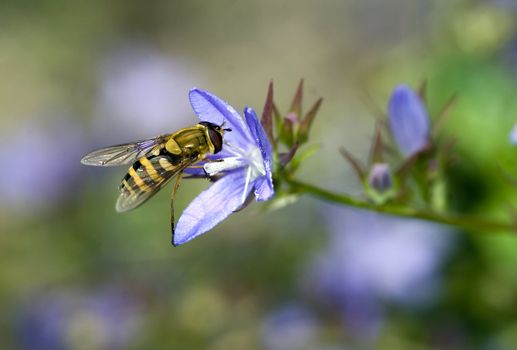 Macro wasp on a flower