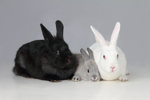 A biracial bunny rabbit is loved by his parents