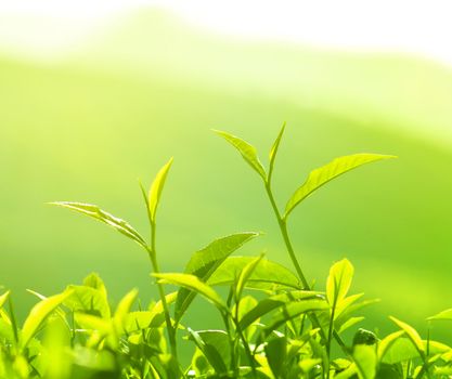 Tea Leaf with morning golden sunlight