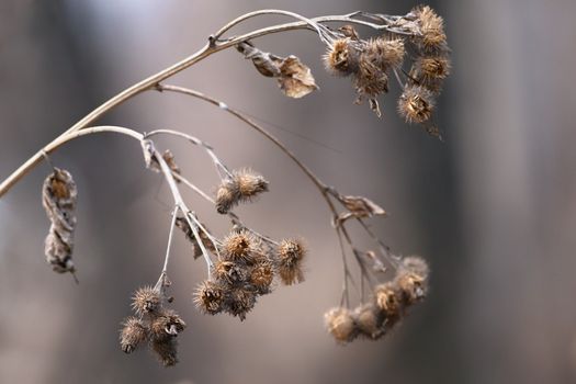 Dry seeds the burdock close up