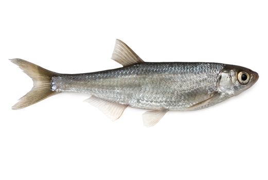 Fish Common Bleak - isolated on white background.
