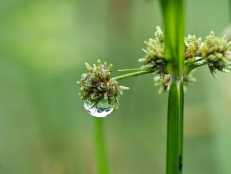 Grass covered with drops of water, beautiful