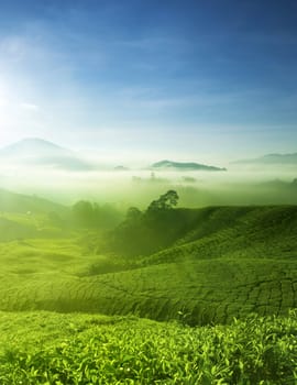 Tea Farm landscape in Cameron Highland, Malaysia.