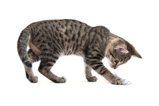 Grey striped kitten on a white background