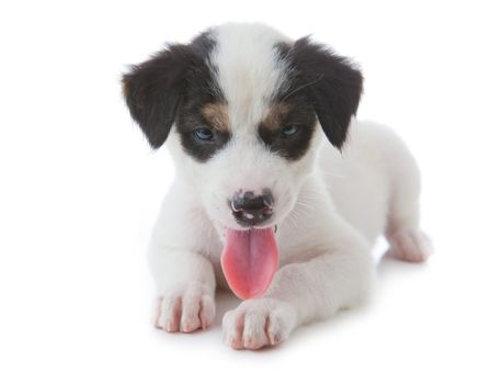 Puppy Dog showing Tongue isolated on white background