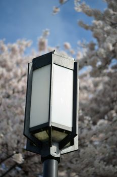 light in front of blooming cherry blossoms