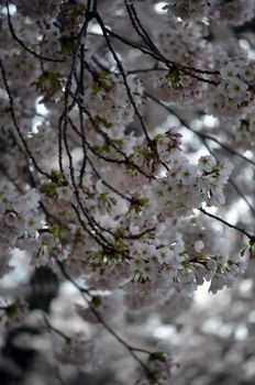 cherry blossoms on a tree in the spring time