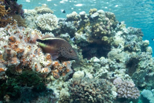 fish and corals in the Red sea