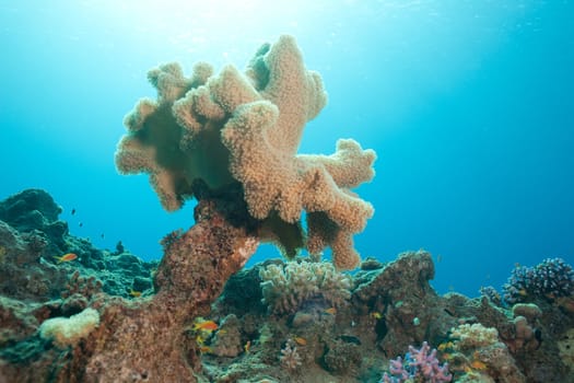 beautiful coral in sunlight and fish in the Red sea