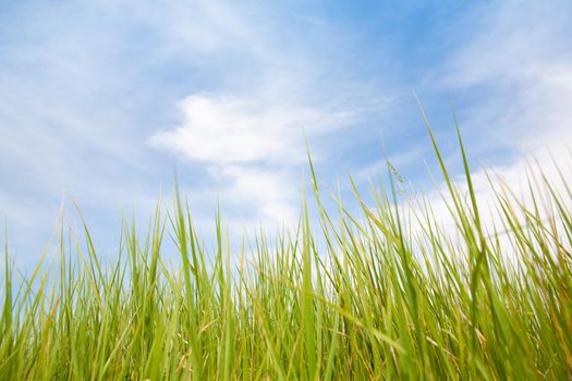 green grass and blue sky with clouds
