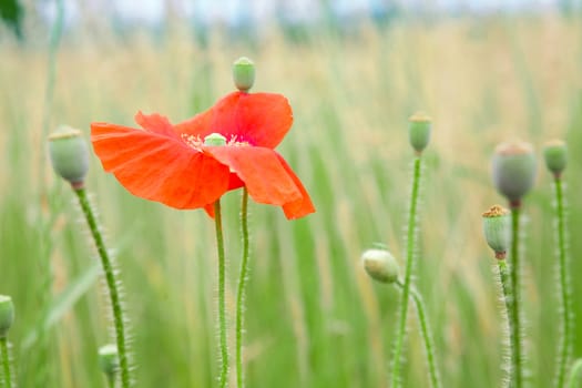 red poppy flower in the field