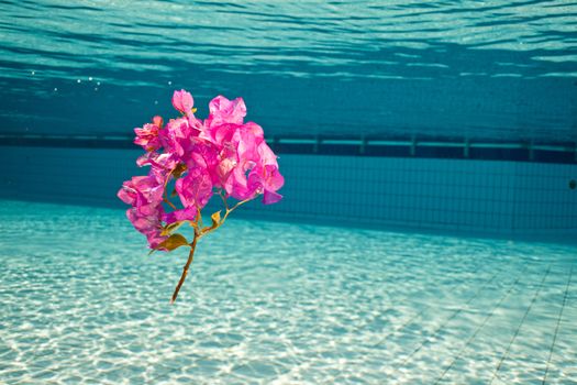 a flower under the water in swimming pool