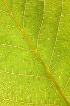 background of textured leaf