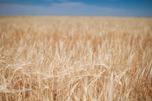 large field of wheat and blue sky