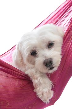 An adorable white maltese terrier very relaxed or sleepy.  White background.