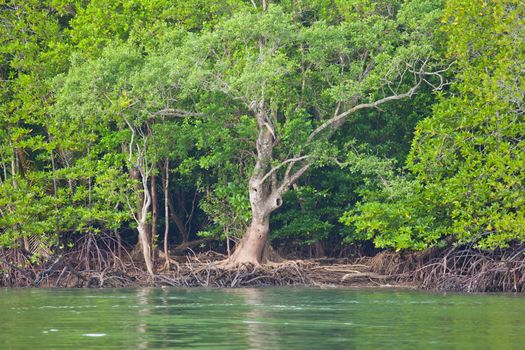 Mangrove Forest in south of Thailand