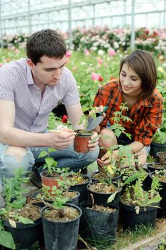 An image of a young couple working in a greenhouse