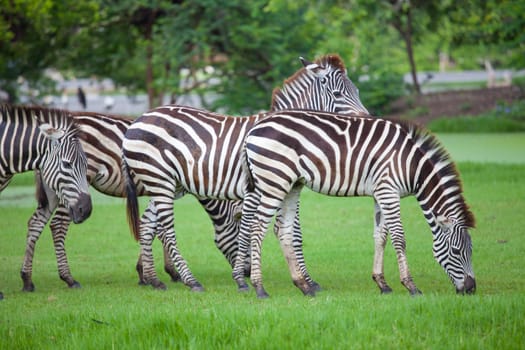 zebras was eating grass in the park
