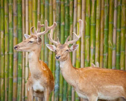 Couple Of Fallow Deer on wood