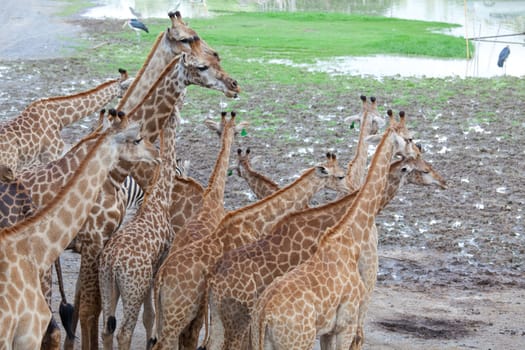 Masai giraffe in national park