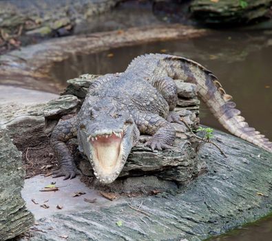 crocodile with open mouth resting