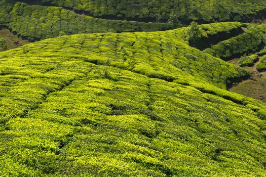 Tea plantations. Munnar, Kerala, India