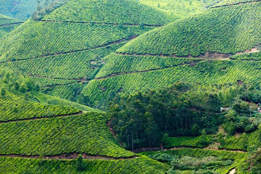 Tea plantations. Munnar, Kerala, India