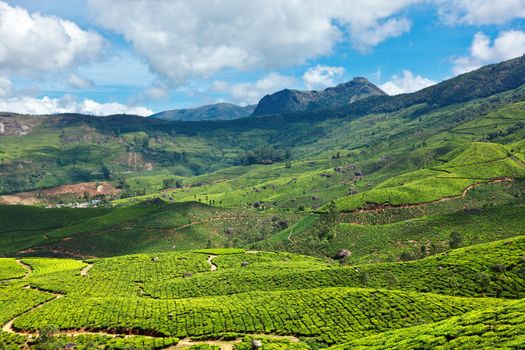 Tea plantations. Munnar, Kerala, India