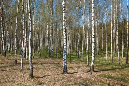 Birch grove in spring