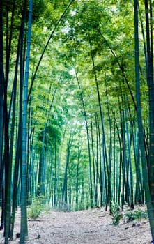 Bamboo grown in the southern provinces of mainland China